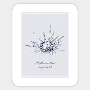 Phyllacanthus Imperialis or Sputnik Urchin. Realistic sea life drawings. Sticker